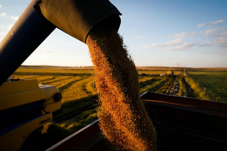 Projeção: VBP do agro em Mato Grosso do Sul pode crescer aproximadamente 11% em 2021