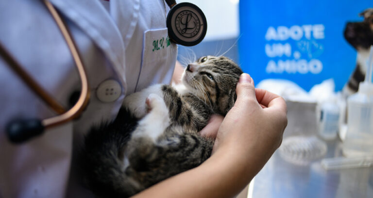 Com mais de 70 animais, 2ª Feira de Adoção do ano acontece neste sábado (12) no Paço Municipal