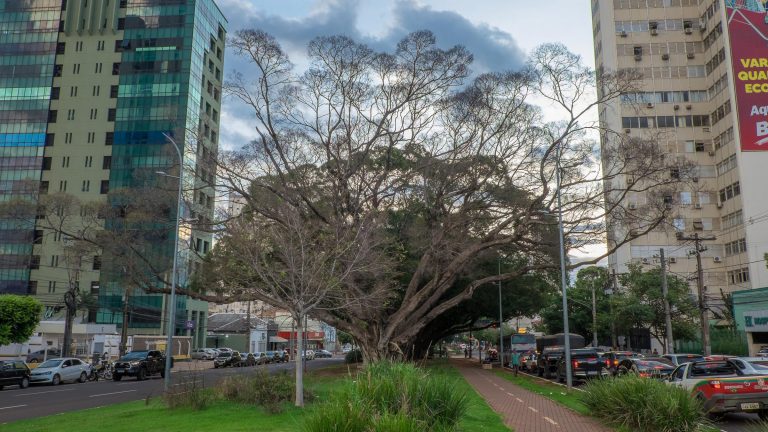 Com risco de queda, prefeitura irá remover figueira do canteiro central da avenida Afonso Pena