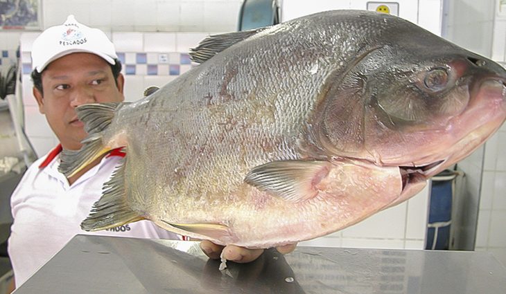 Páscoa: Procon aponta diferença de 189,71% no preço do chocolate e 75,97% no pescado