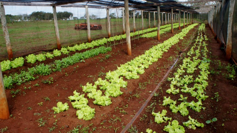 Projeto Agricultura Familiar Organizada vai atender comunidades agrícolas da Capital