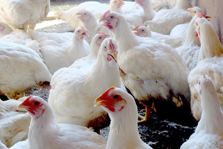 Custos ao produtor sobem e preço médio do frango no atacado cresce 24% no primeiro trimestre de 2022