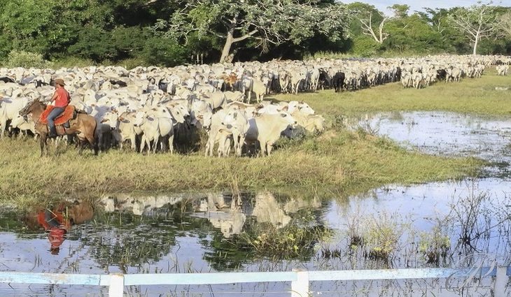 Vigilância sanitária animal e vegetal na região de fronteira do Estado ganha reforço com novo programa