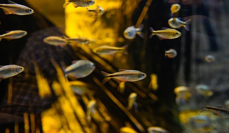 Bioparque Pantanal tem reprodução inédita no mundo de espécie descoberta em MS