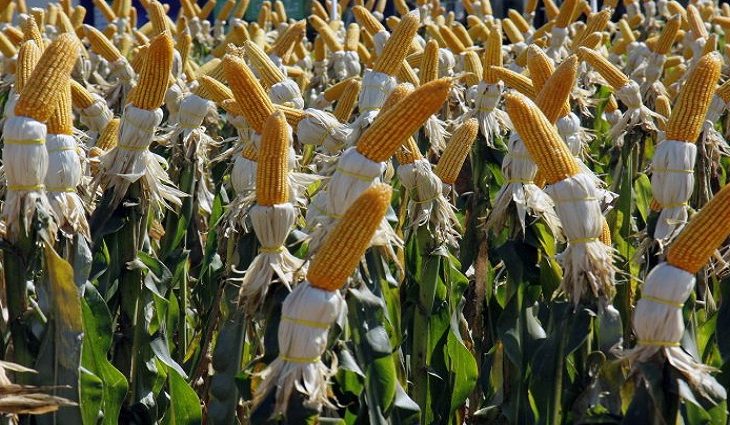 Mato Grosso do Sul deve ter safrinha recorde de milho com alta de 80,9% na produção, aponta IBGE