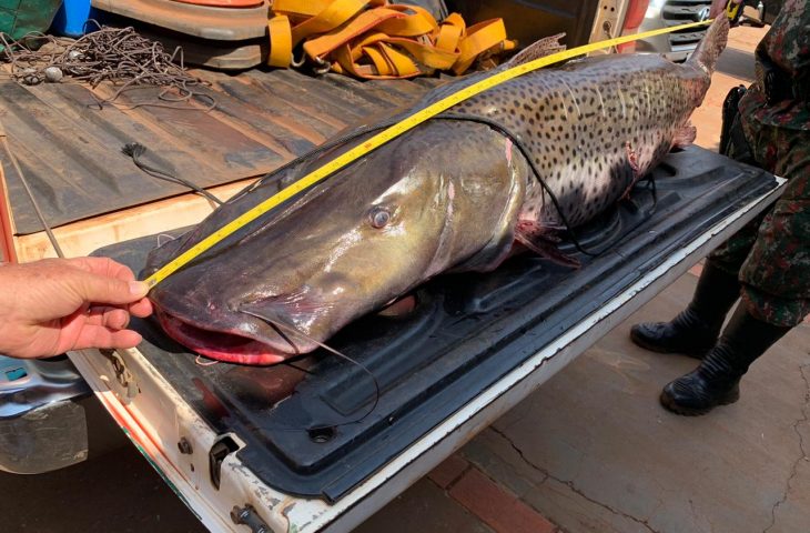 Ministério do Meio Ambiente inclui pintado em lista de peixes ameaçados de extinção; norma só deve ser aplicada em 180 dias