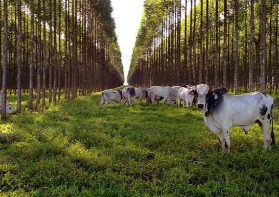 ILPF e Mercado de Carbono é tema de evento no Sindicato Rural de Campo Grande