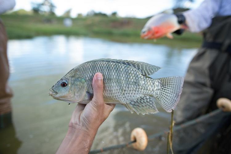 Sistema Famasul apoia 19ª edição da Semana do Pescado