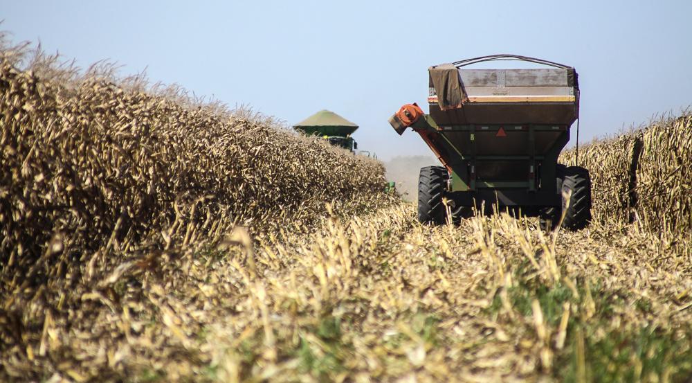 Colheita do milho safrinha rende 11,4 milhões de toneladas no Estado, alta de 75,8% no ano