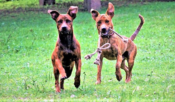 MS vai receber projeto piloto de encoleiramento em massa de cães para combater leishmaniose