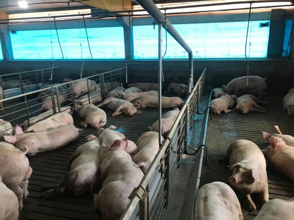 Inédita no país, granja em Dourados usa ração líquida e novas tecnologias da Suinocultura 4.0