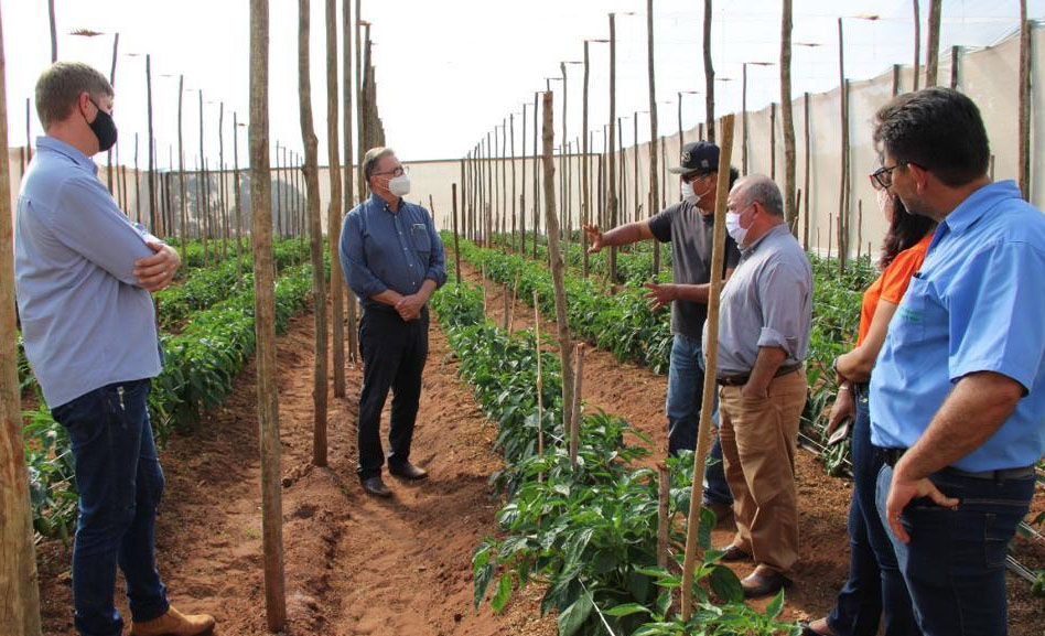 Horta social custeada pelo TJMS venderá produção para grande rede varejista