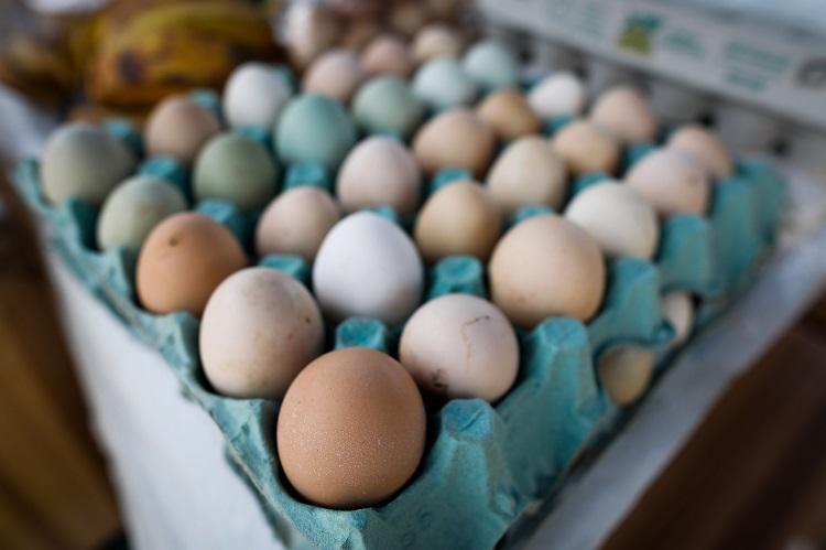 Senar MS oferece programa para potencializar avicultura e produção de ovos no estado