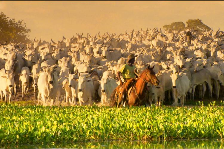 No dia do Pantanal, Sistema Famasul destaca papel do produtor rural no desenvolvimento sustentável do bioma