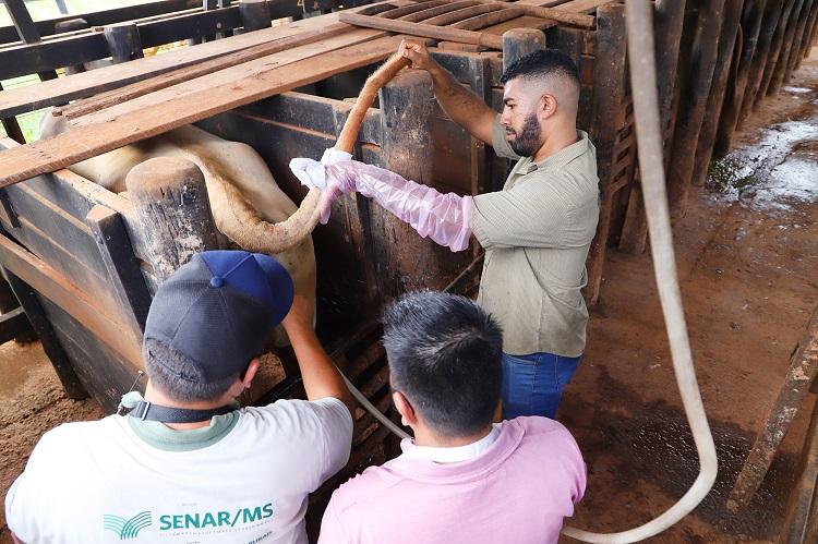 Senar/MS realiza 1ª turma do curso de Inseminação Artificial no formato híbrido